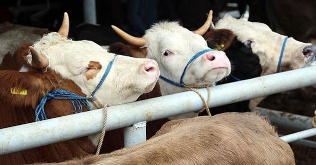 400 bin baş besi ve damızlık hayvan ithal edilecek