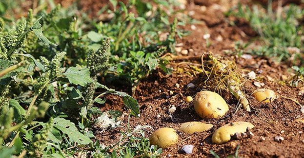 Çukurovalı çiftçiler patatesi tarlada bekletiyor