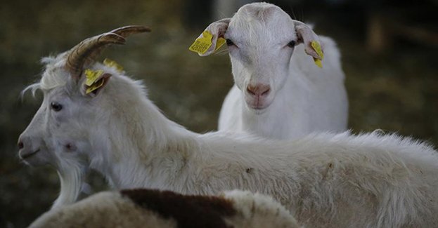 Küçükbaşta ıslah seferberliği başlıyor