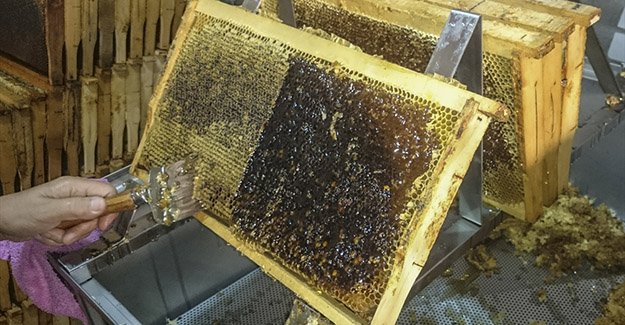 Türkiye'nin bal ihracatı geliri 5 yılda 5 kart arttı