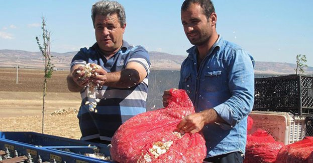 'Sarımsağın başkenti'ne sarımsak satıyorlar