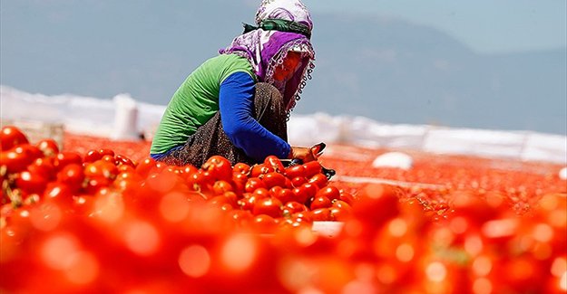 Domatesin ekonomiye katkısı 12,7 milyar lira