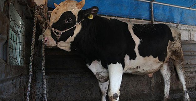 Kırmızı et üreticilerinden Hollanda'ya 'Holstein'lı tepki