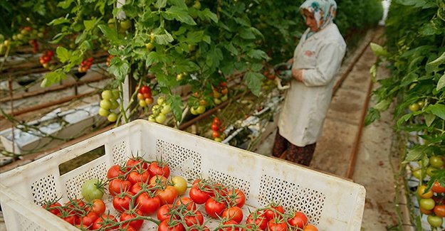 İsrail Türkiye'den ithal edilecek domatesten vergi almayacak