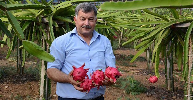 "Ejder meyvesi" geçim kapısı oldu