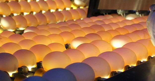 Türkiye'deki yumurtalarda "fipronil" çıkmadı