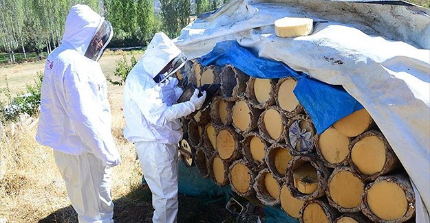 Karakovan balında yüksek rekolte bekleniyor