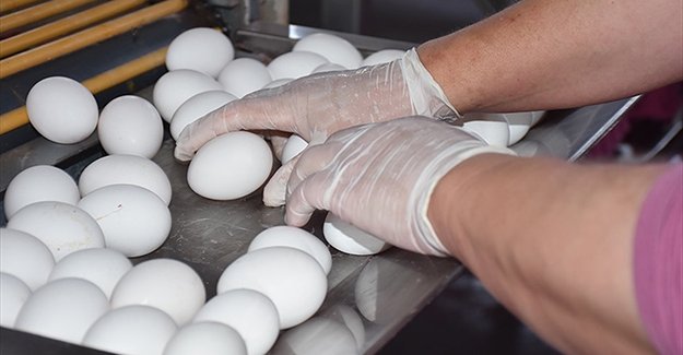 Türk yumurtası 19 ülkeye ihraç edildi