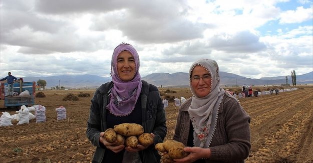 'Kadın Elinde Yerli Patates' projesinde hasat başladı