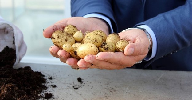 'Milli patates' tohumda dışa bağımlılığı azaltacak