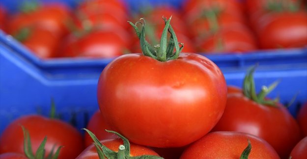 Rusya'ya domates ihracatında çözüm yakın