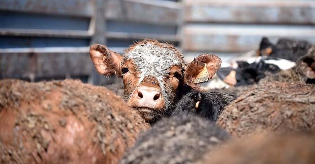 İthal edilen 20 bin Angus İskenderun Limanı'na ulaştı