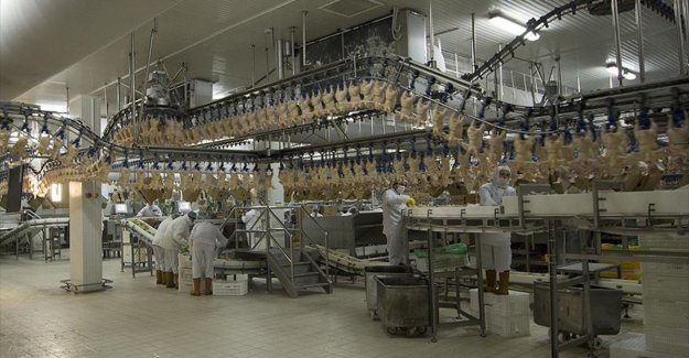 Rusya'ya 20 bin tonluk tavuk ihracatı yolda