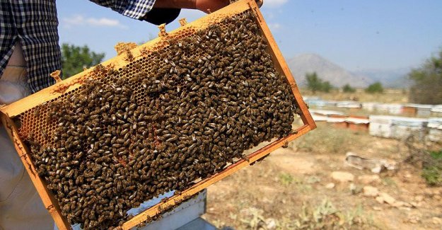 'Arıcı değil, aracı kazanıyor'