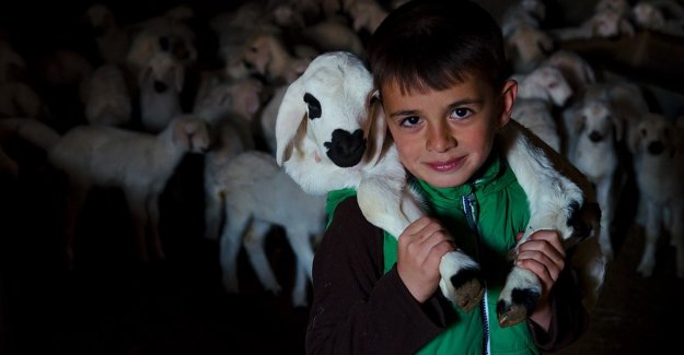 Konya'da üreticinin ağılında 'mart' bereketi