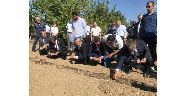 "Mucize bitki" safranda hedef 20 kilogram