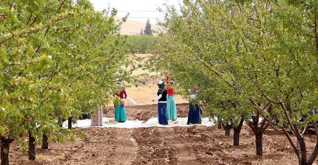 GAP çiftçisinin bademe ilgisi artıyor