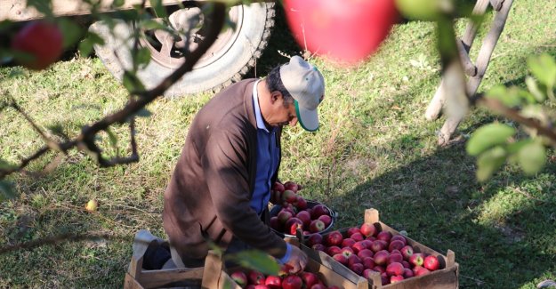 Kastamonu elmasında rekolte artışı beklentisi