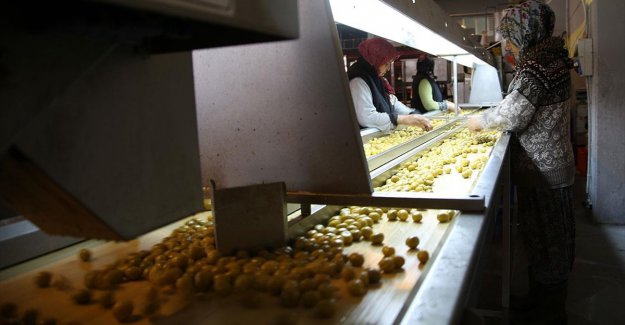 Zeytin ihracatı 142 milyon dolara ulaştı
