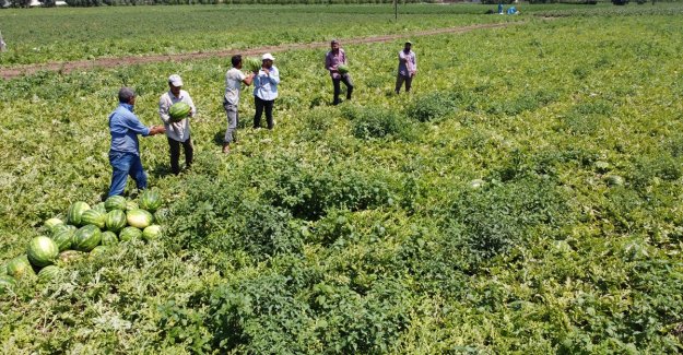 Bafra Ovası'nda üretilen karpuz tarladayken alıcı buluyor