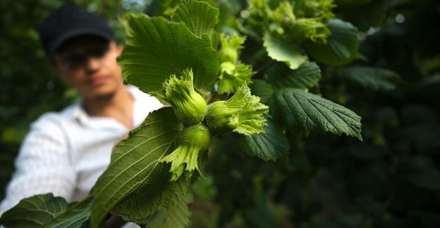 Batı Karadeniz'de fındık üreticileri hasada hazırlanıyor