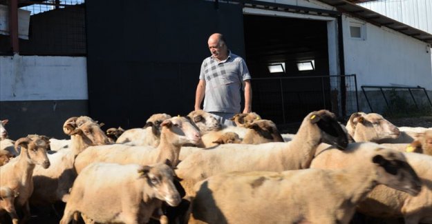 İngiliz ırkı ile yerli koyun cinslerinin birleştirildiği çiftlikte et verimi arttı