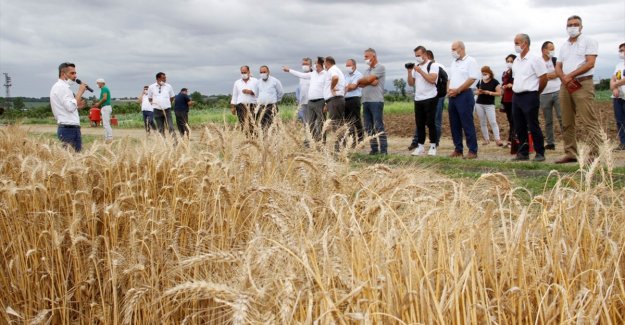 Tescillenen yerli ve milli ekmeklik buğday tohumu "Kirve"nin tanıtımı yapıldı