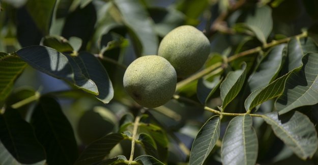 Bakanlıktan zeytin, badem ve cevize yatırım çağrısı