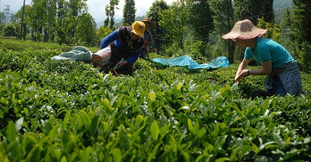 ÇAYKUR üçüncü sürgünde 179 bin ton yaş çay aldı