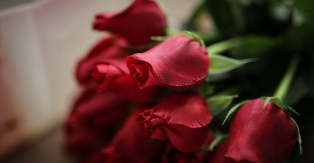 Sevgililer Günü'nde 4,5 milyon civarında gül satışı bekleniyor