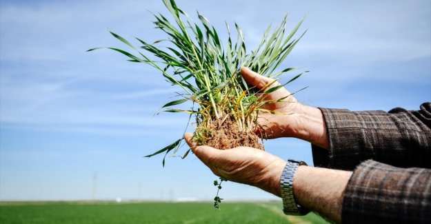 Buğdayda bu sezon rekolte beklentisi 19 milyon ton