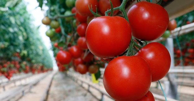 Domates ihracatçısı Rusya pazarı için kotanın artırılmasını bekliyor