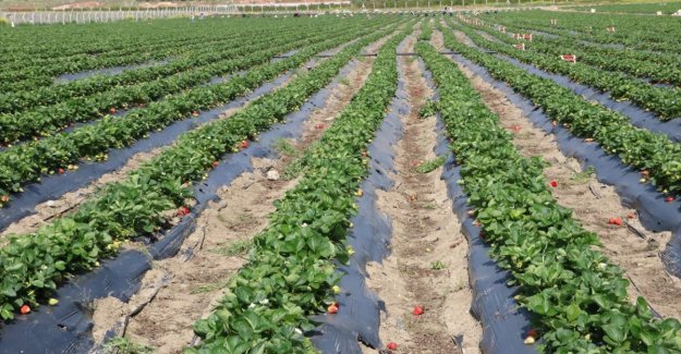 Türk çiftçisi salgın döneminde topraktan kopmadı, üretimi artırdı