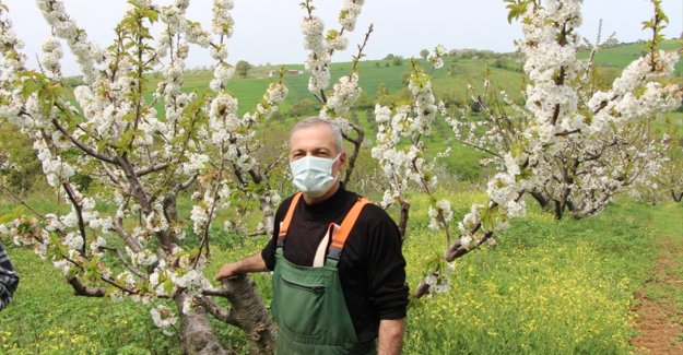 Bandırma Çakıl Mahallesi'nde bu yıl 150 ton kiraz rekoltesi bekleniyor