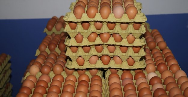 Ordu'da üretilen organik yumurtalar Dubai'de tüketiciyle buluşacak