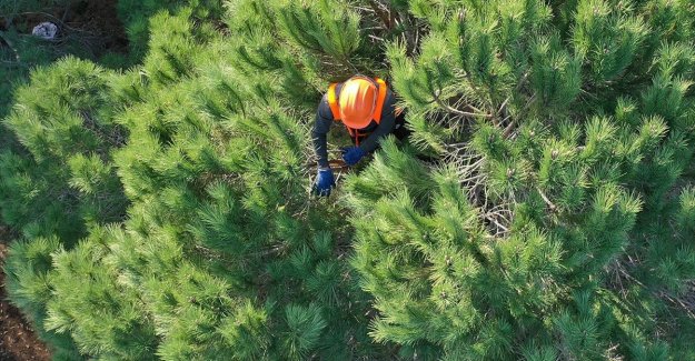 Orman Genel Müdürlüğü 2 bin 83 işçi alımı yapacak