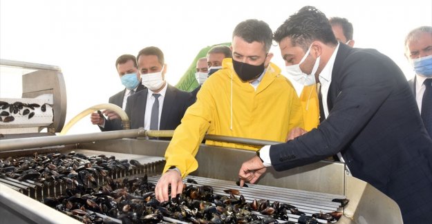 Tarım ve Orman Bakanı Pakdemirli'den kıyı balıkçılarına ödeme müjdesi