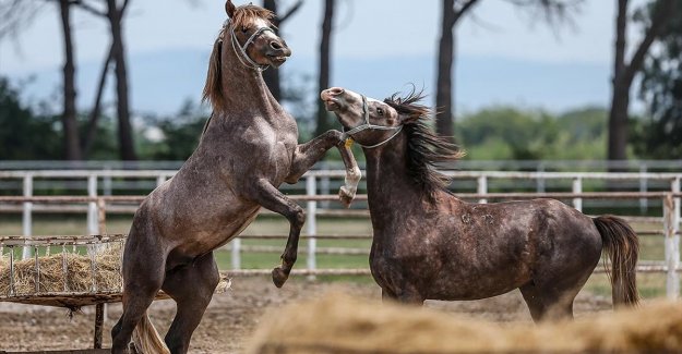 Hipodromların 'tozunu attıracak' şampiyon adayı atlar yeni sahiplerini bekliyor