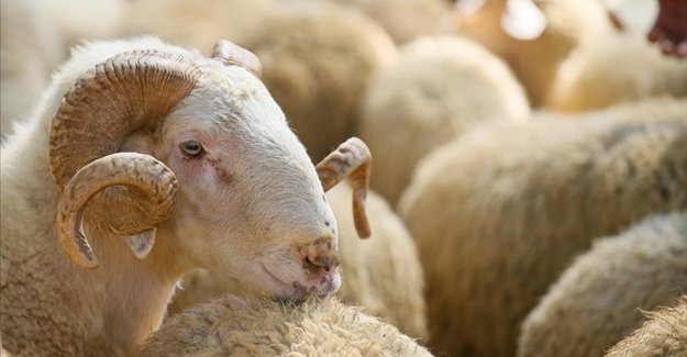 Kurban satış ve kesim yerlerinde Kovid-19 tedbirleri uygulanacak