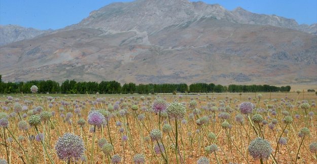 Tunceli'de 2 bin rakımda yetişen 'dağ sarımsağı' kadınların iş kapısı oldu