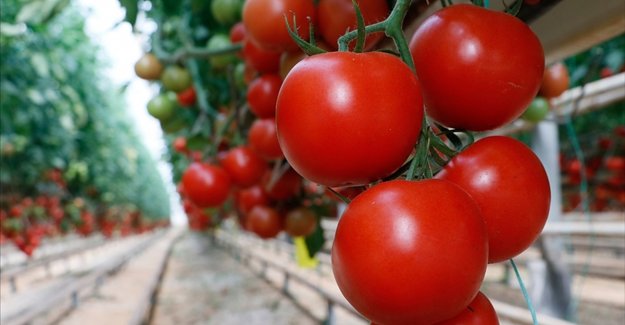 Türkiye'nin domates ihracatı yılın ilk yarısında yüzde 12 arttı