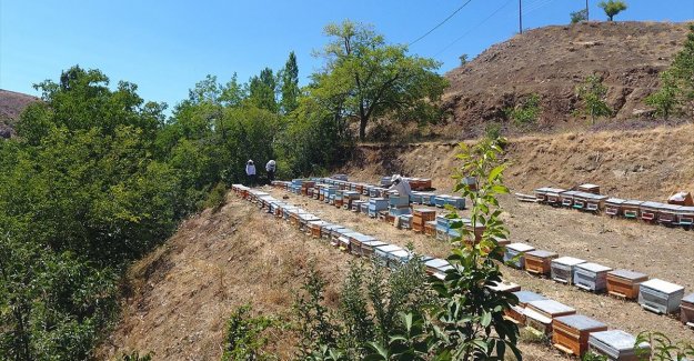 Adıyaman'ın tescilli 'geven' balında yüksek rekolte beklentisi üreticiyi sevindirdi