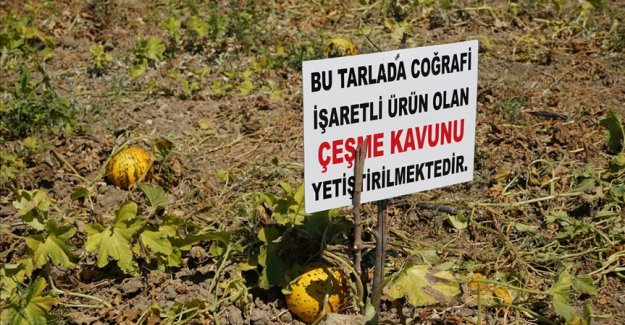 Çeşme kavunu, coğrafi işaret tescili aldı