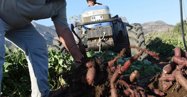 Muğla'da hasadına başlanan mor patates verimi ve fiyatıyla üreticiyi sevindirdi