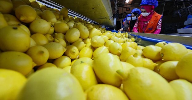 Limon ihracatında hedef 300 milyon dolar