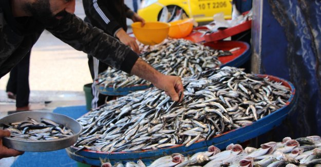 Marmara'daki lüfer bolluğunda müsilaj etkisi