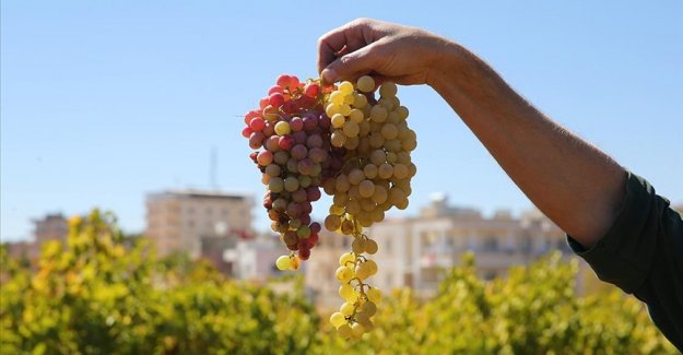 Tescilli Karfoki üzümü kalitesiyle üreticinin yüzünü güldürüyor