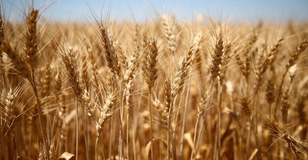 Türkiye'de azalan buğday verimine karşı 'doğru ve sürdürülebilir tarım' önerisi