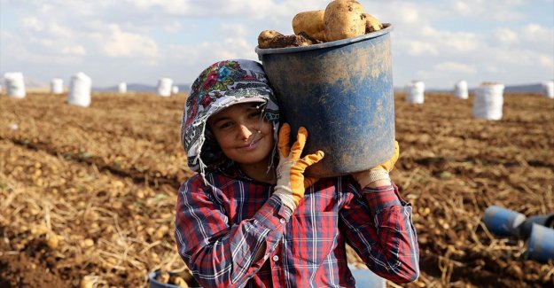 Yerli tohumluk patates kuraklığa rağmen verimiyle üreticisini sevindirdi