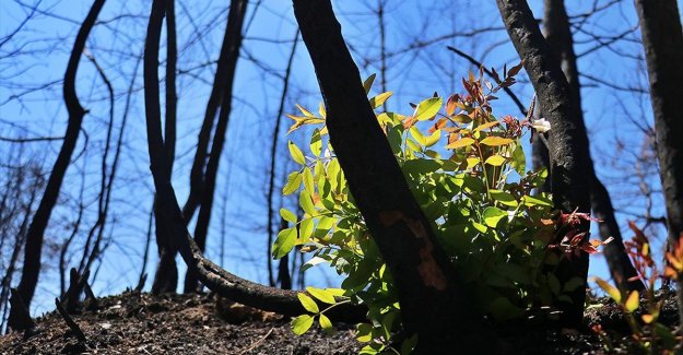 Yanan orman alanlarının ağaçlandırılmasına 11 Kasım'da başlanacak